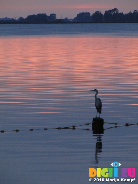 SX15555 Grey heron (Ardea cinerea) on pole in lake at sunset